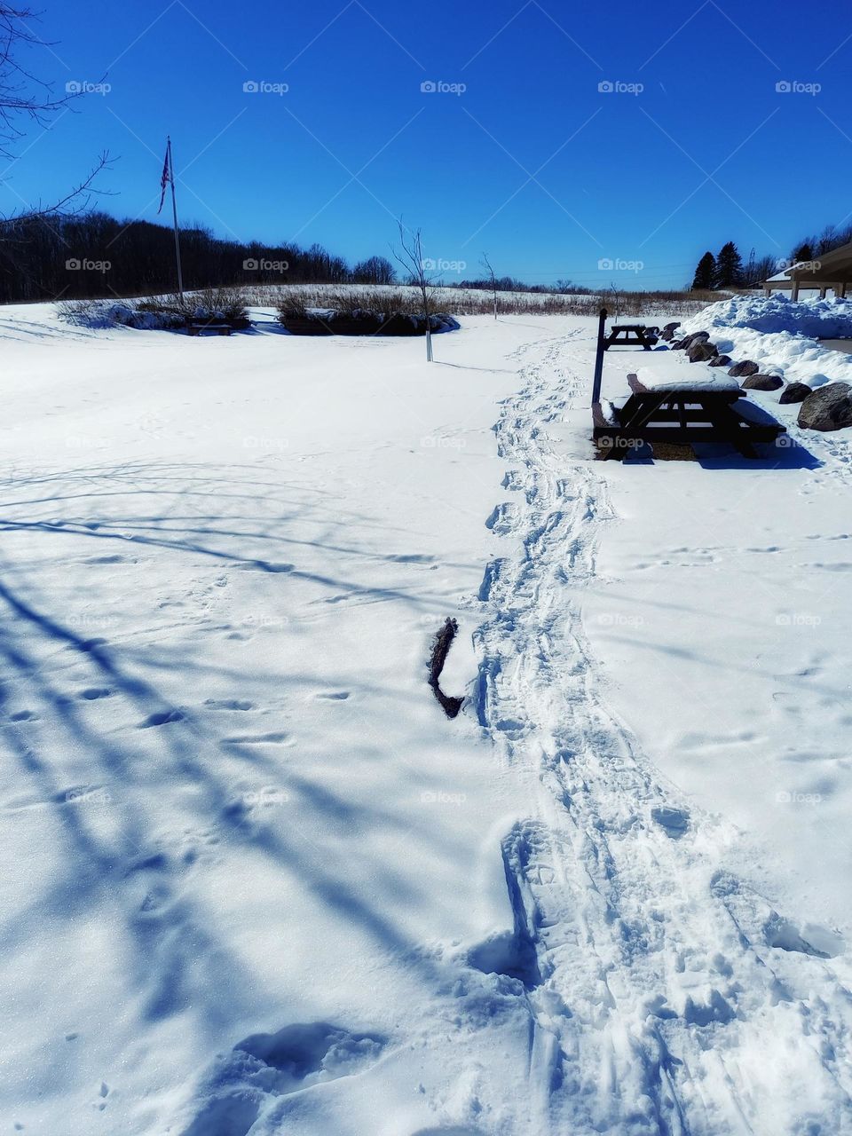 Snow Shoe Prints