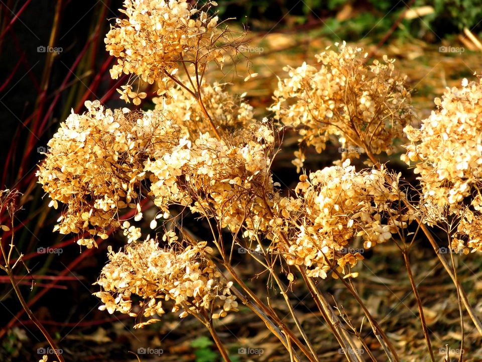 plant in sunlight