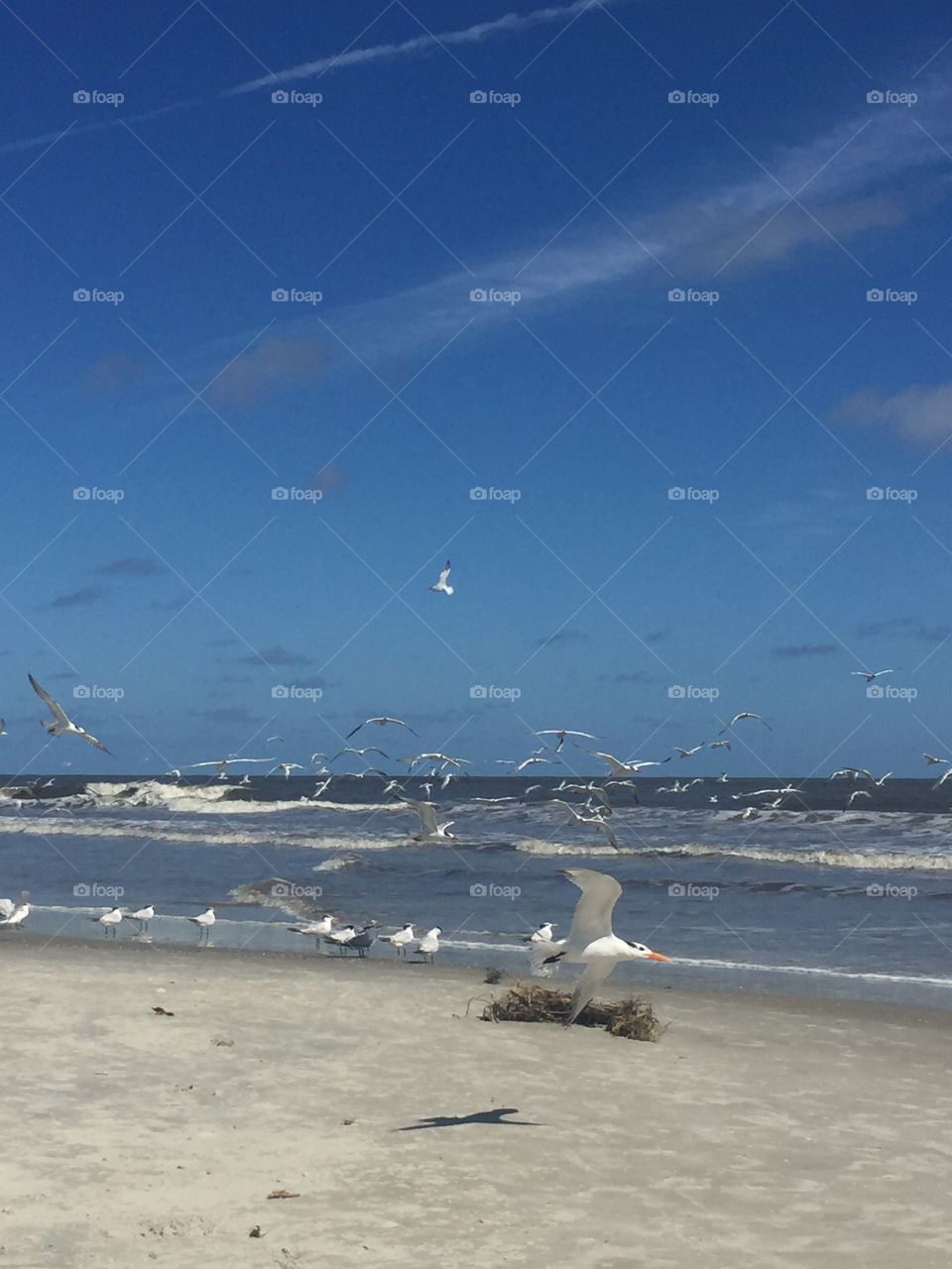 Seagulls at Jekyll Island 