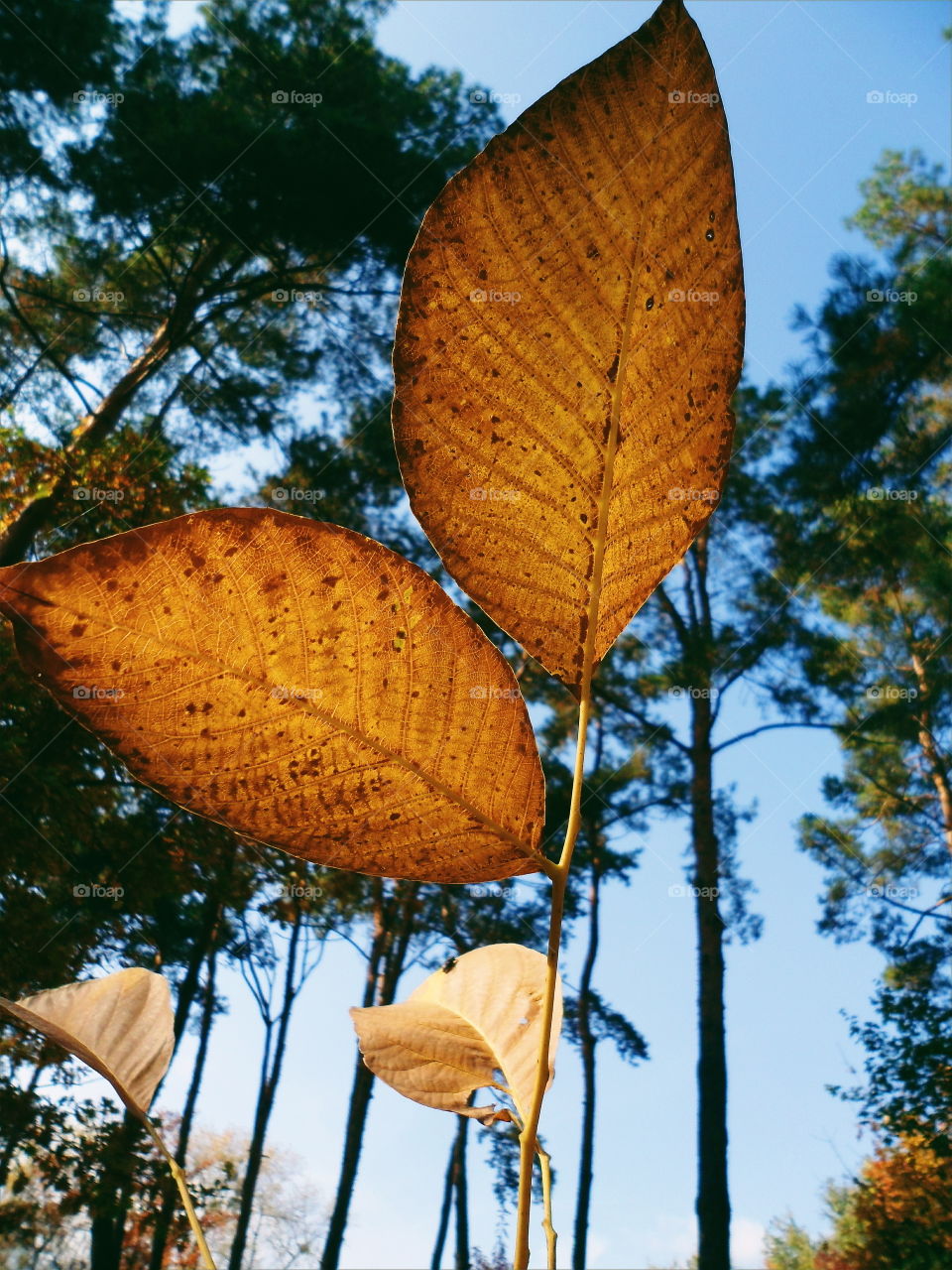 walnut yellow leaves