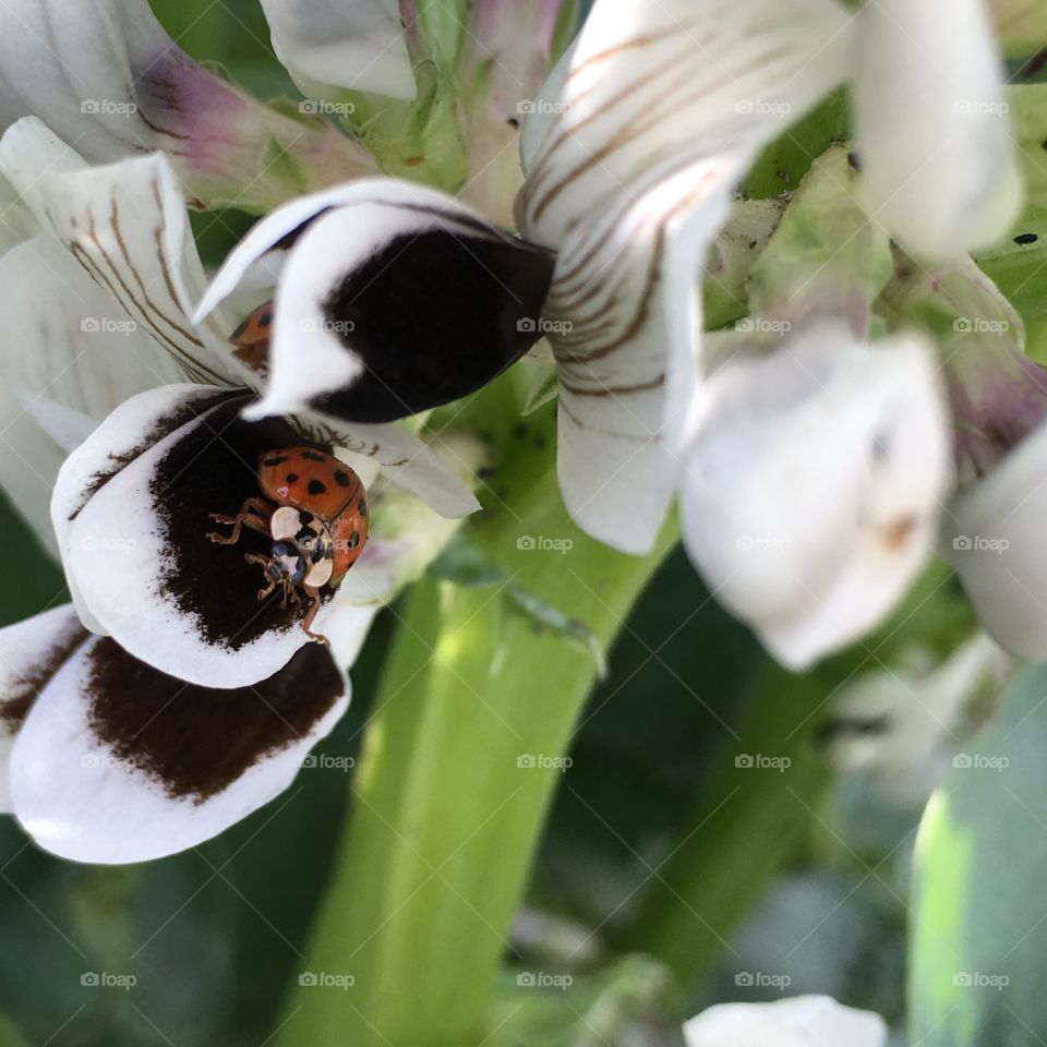 Ladybug in flower