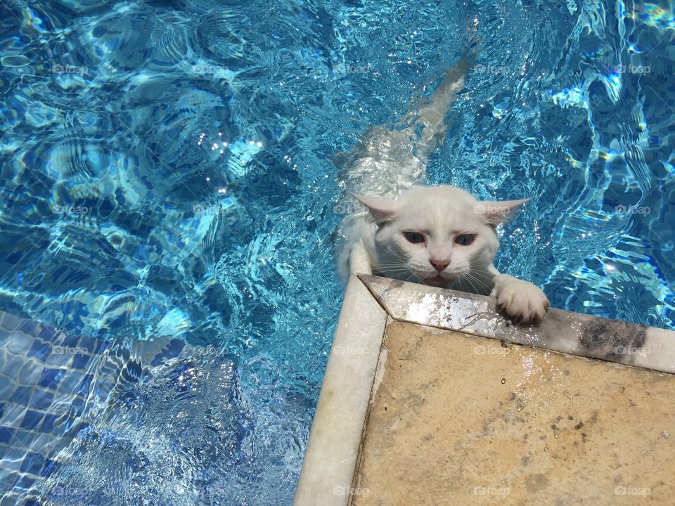 Cat in blue water pool