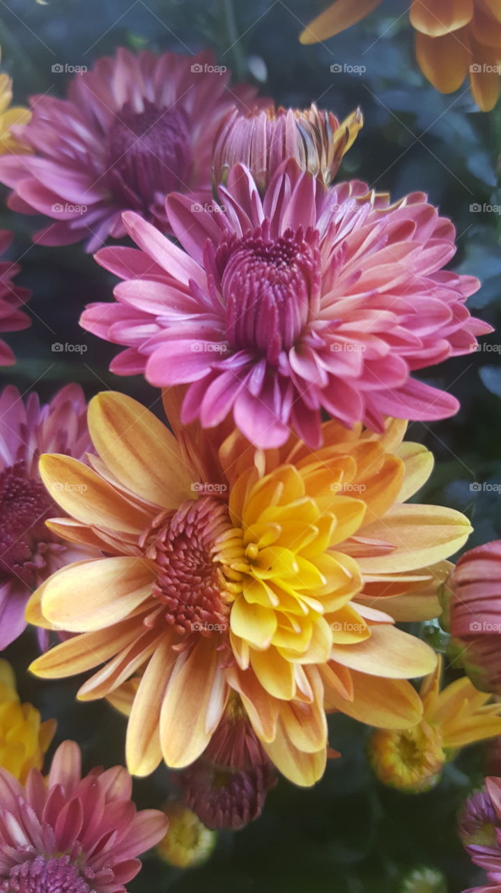 fall foilage...mums