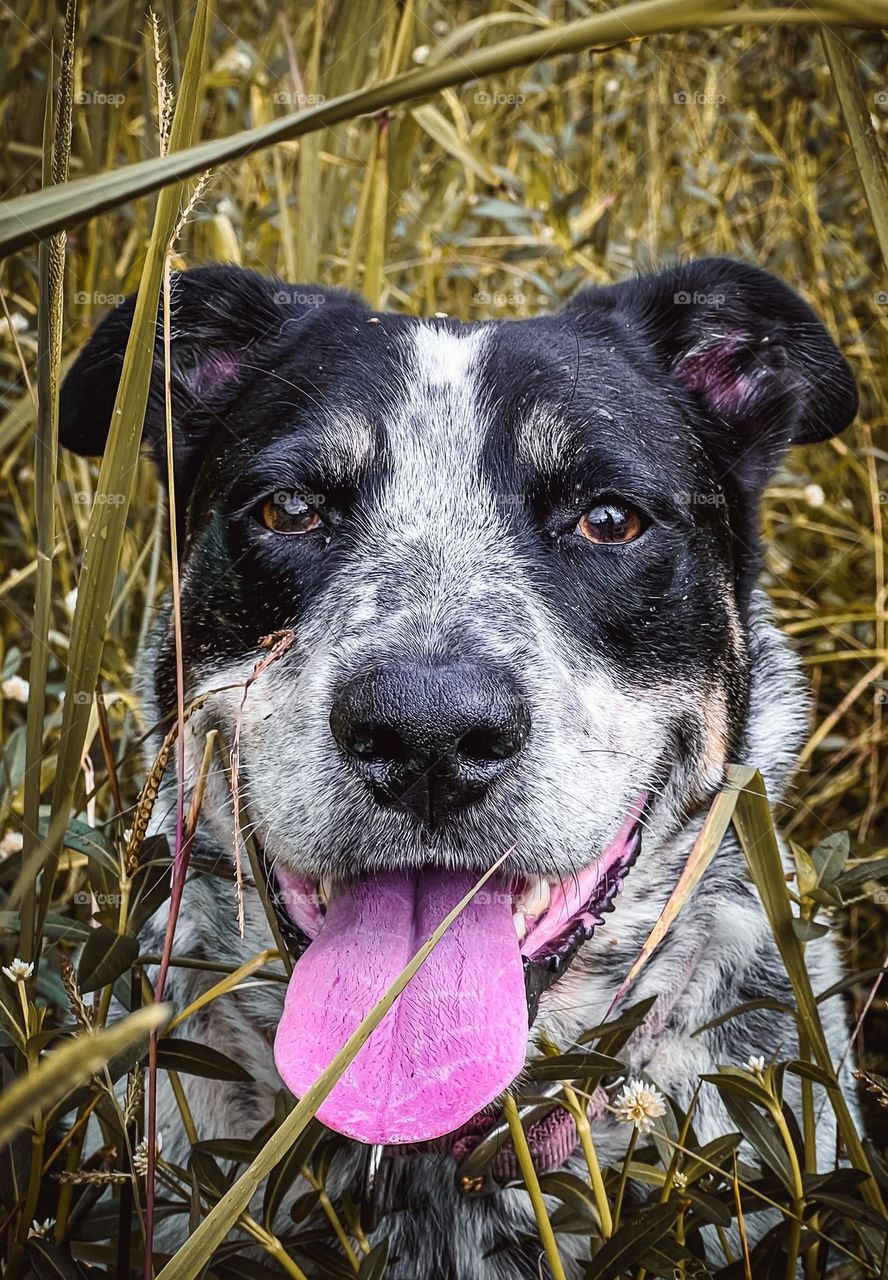 Mr Maddox just having some chill time in the long grass on a beautiful rainy day!
