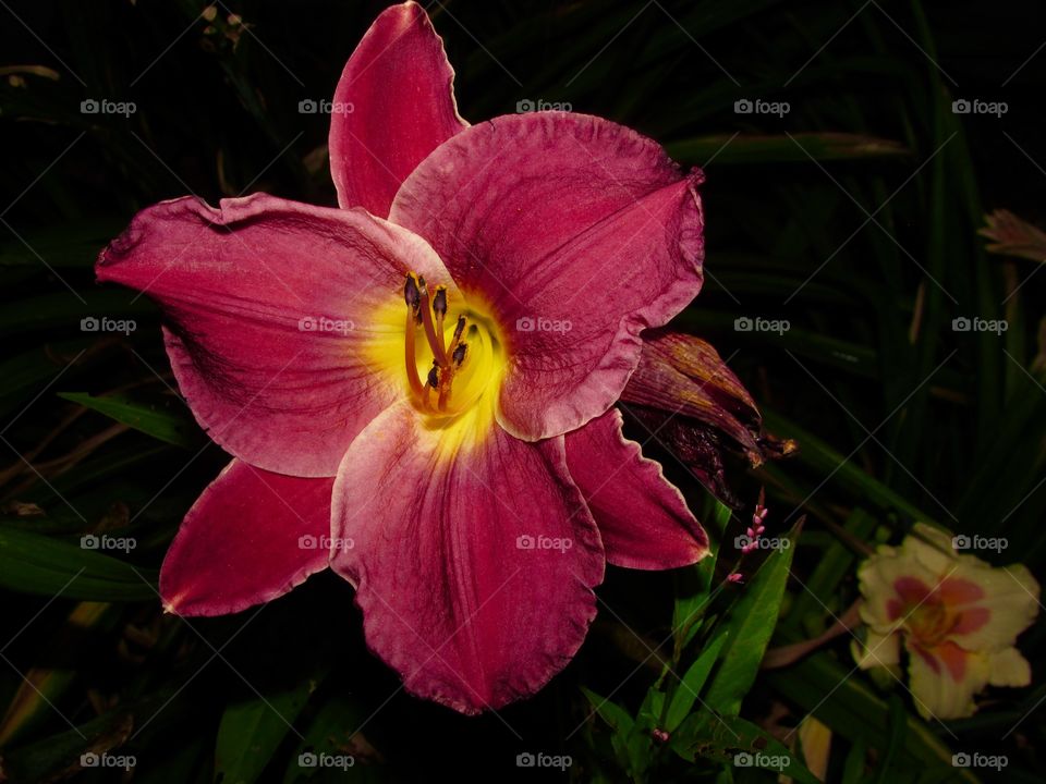 Red/purple and yellow lily at night