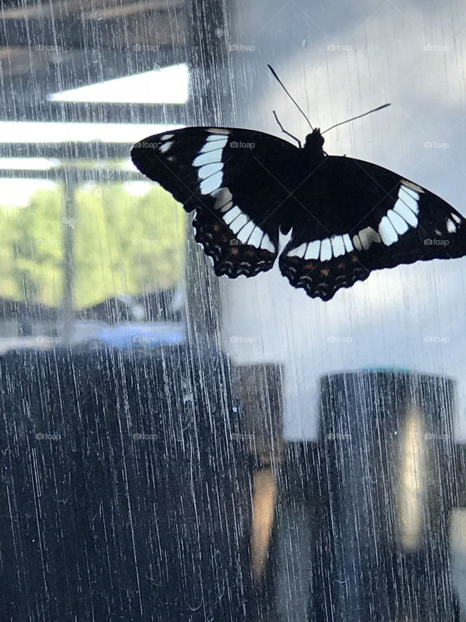 Butterfly on reflected glass window