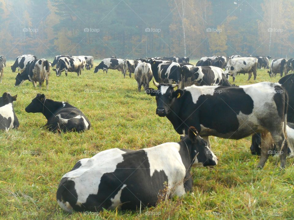 cows