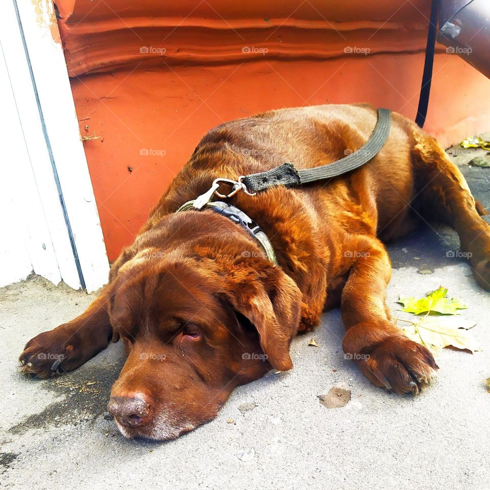 Sadness.  On the pavement near the store lies a red-haired old dog.  The pose and eyes of the dog show the emotions of longing and sadness.