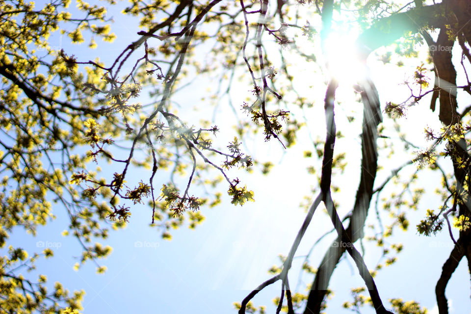 Tree, Branch, Nature, Season, Leaf