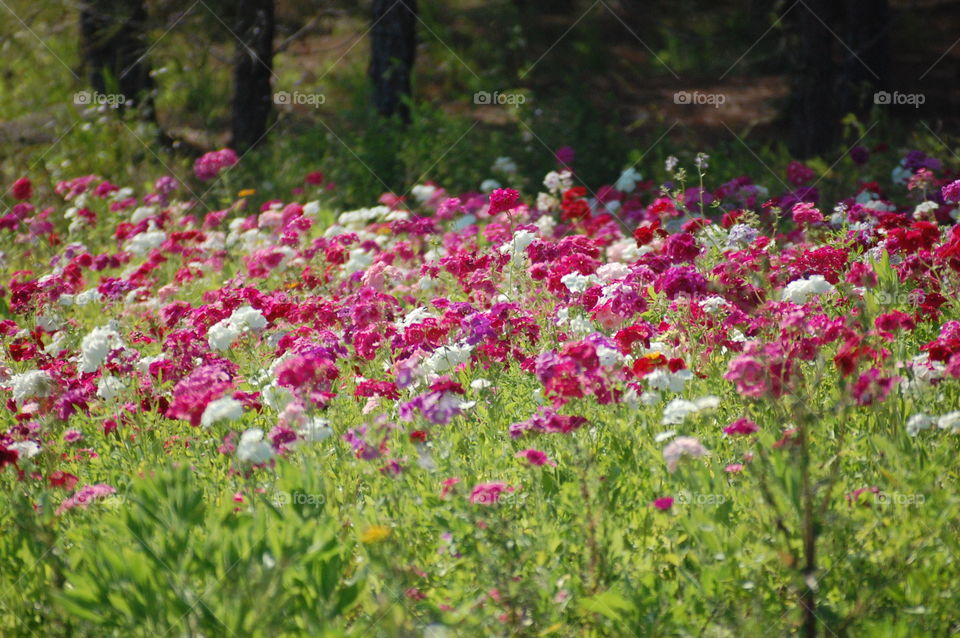 wildflowers 1