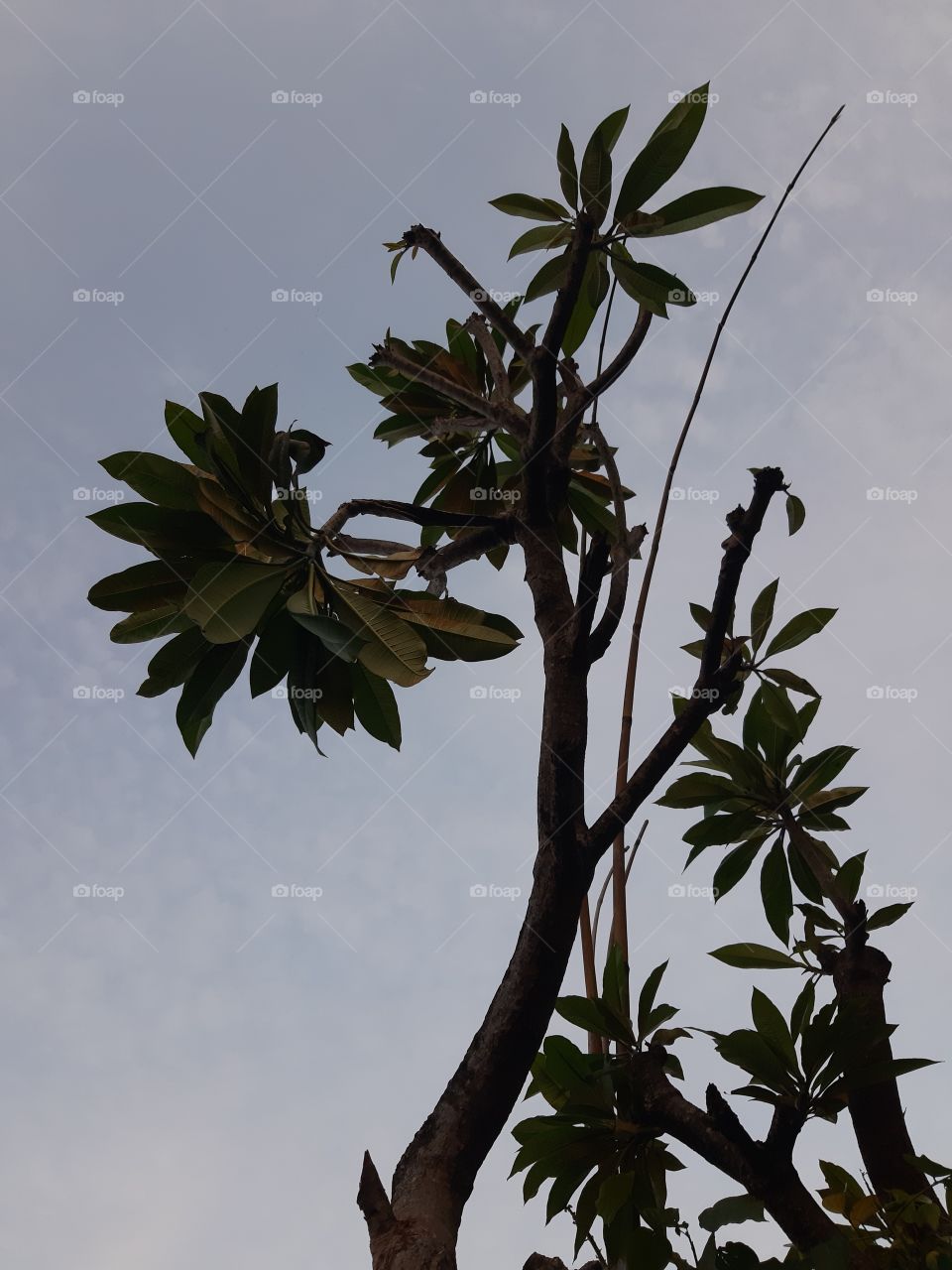 A frangipani tree under the sky and the long bamboo that used as a pole