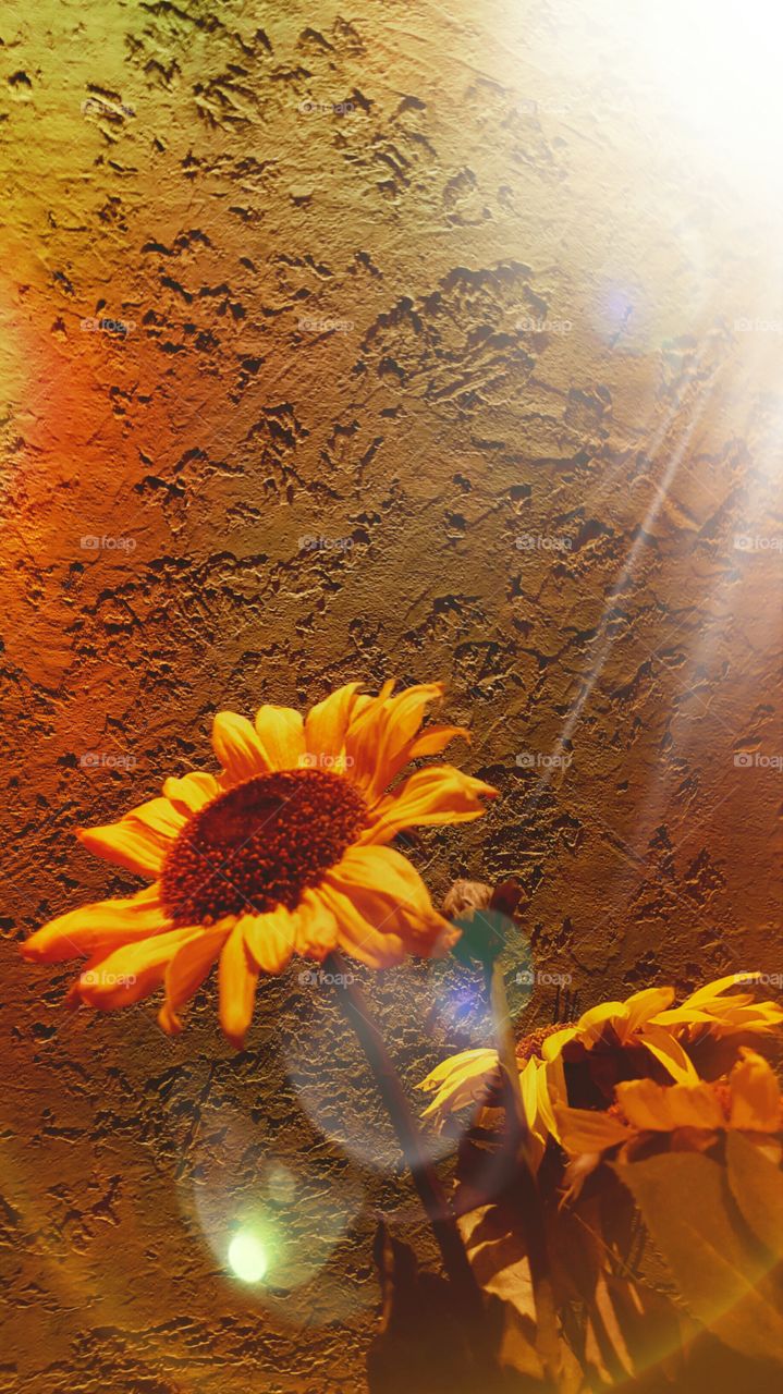 Sunflower Against Texture