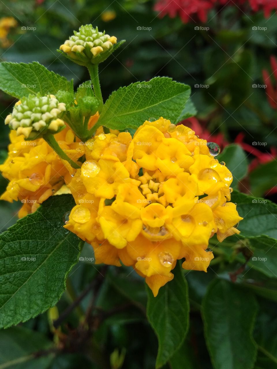 yellow flower in the garden