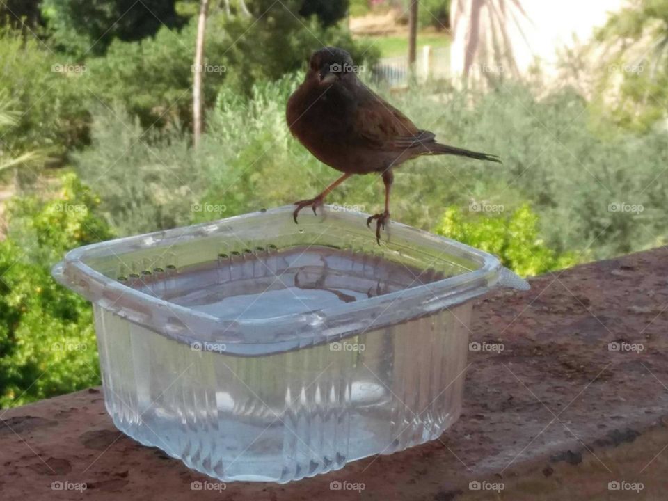 Beautiful bird looking at my camera