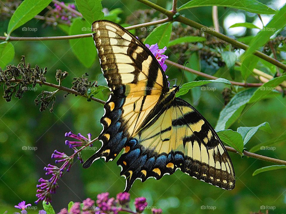 The glorious Mother Nature - Eastern Tiger Swallowtail Butterfly - I photographed these beautiful butterflies in my butterfly garden