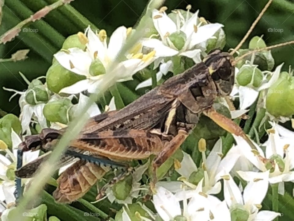 Amazing grasshopper on flower