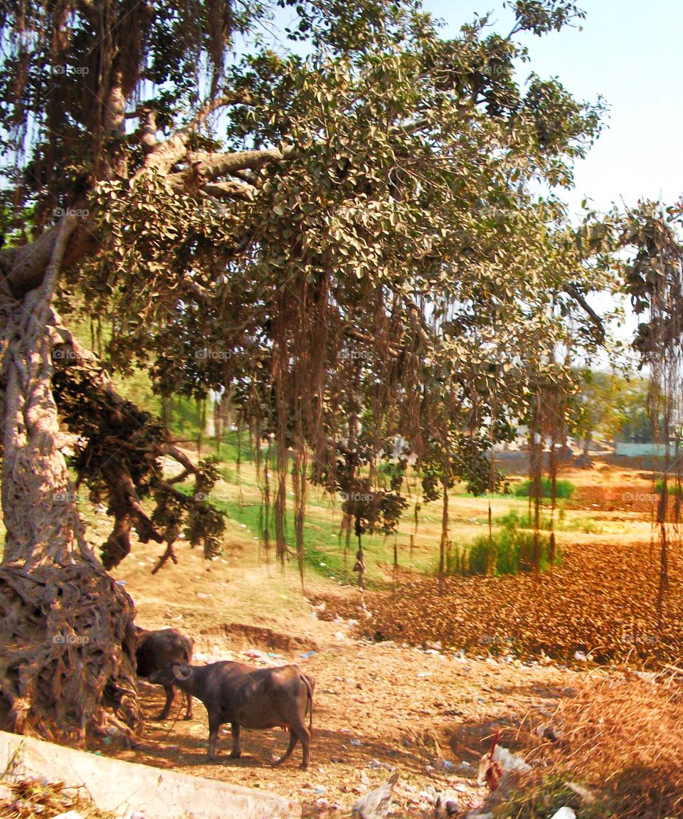 Pariej a village in Gujarat India where I often visited my grandparents ( this photo  is taken from the back of my grandparents house ) treasured memories 