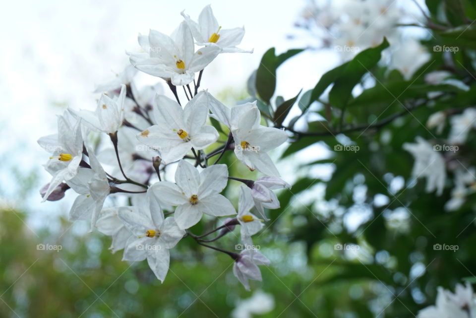 Jasmine nightshade 
Solsnim Laxum Spreng
Spring
California  Flower