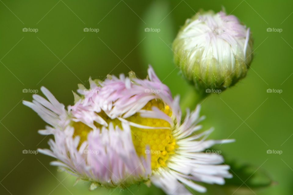 Fleabane Native Plant Flower . little daisy-like flower growing wild