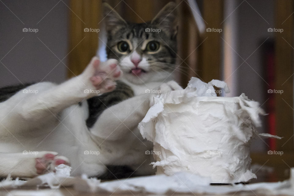kitten vs paper