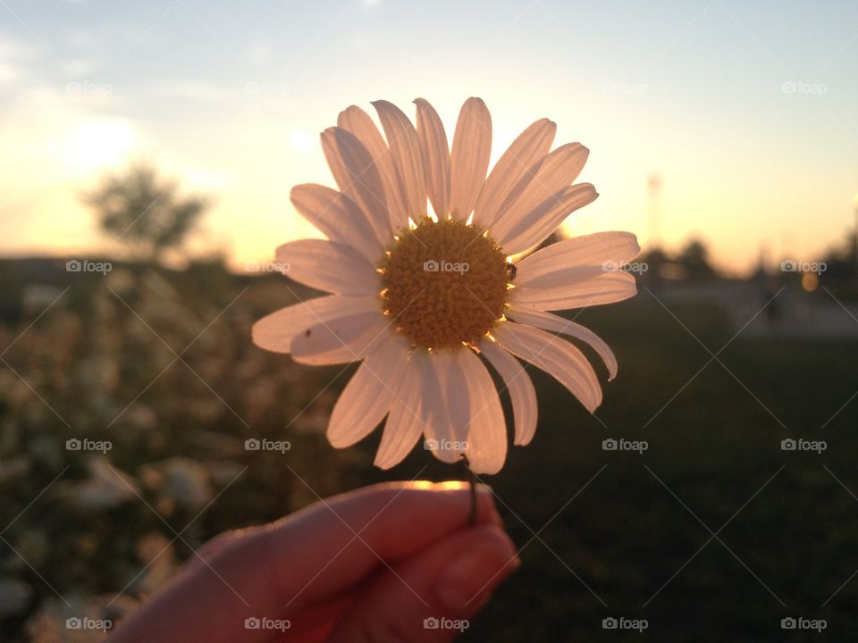 Close-up of person holding white flower