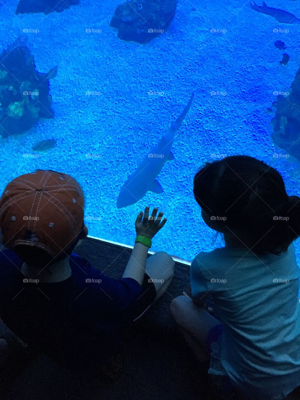 Aquarium at Epcot, Disney World. Kids fascinated by shark in the tank. 