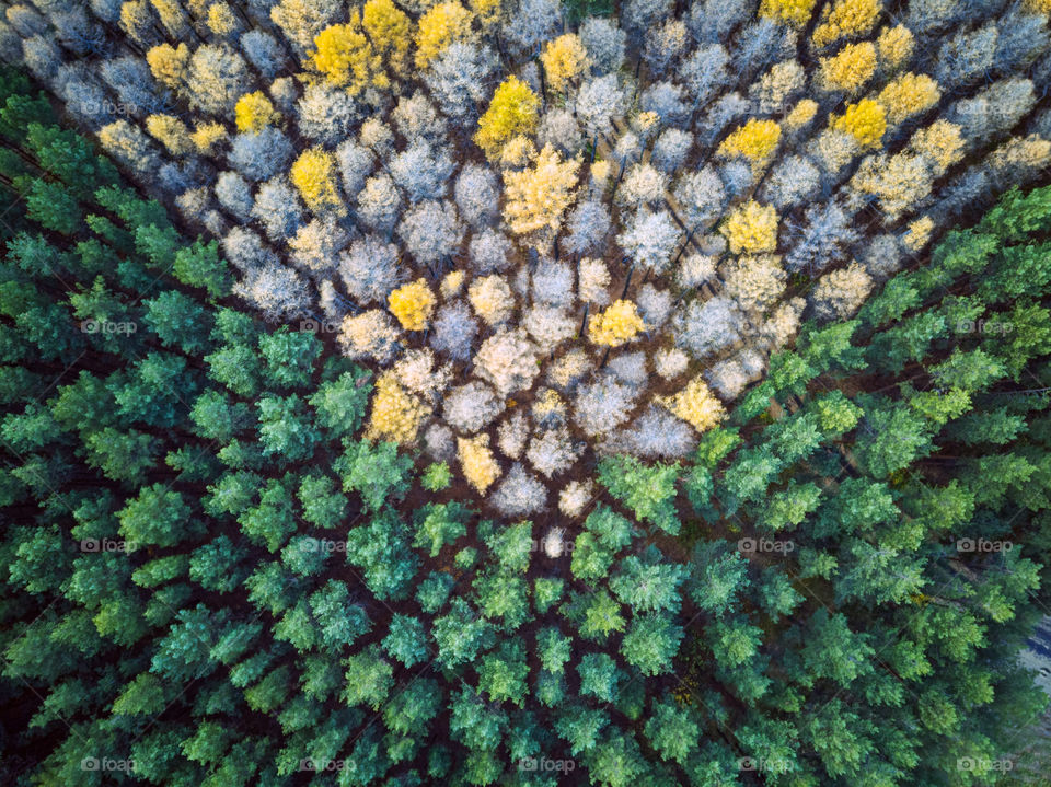 Aerial view of colorful autumn forest