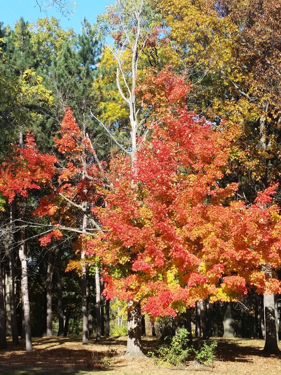 Fall, Tree, Leaf, Nature, Season