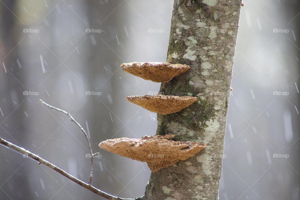 Mushrooms on a tree in the rain