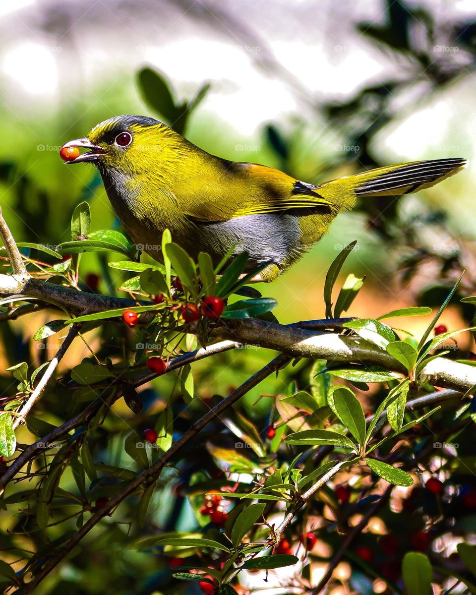 Beautiful and cute bird