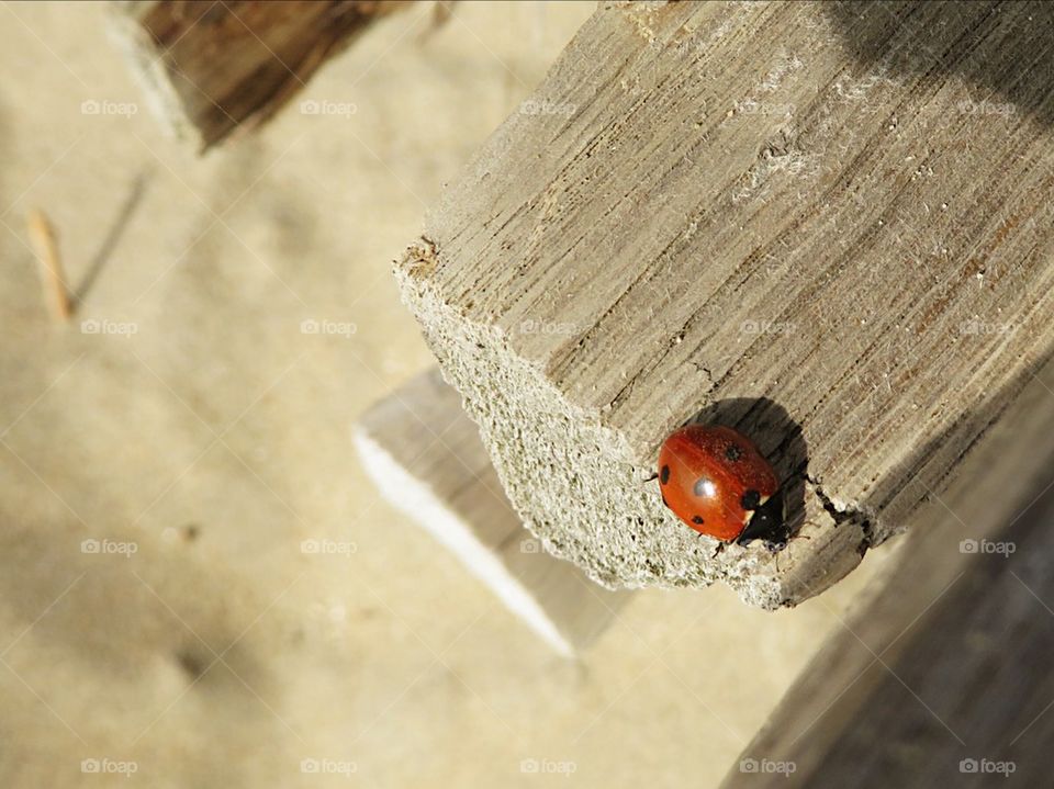 Lady beetle