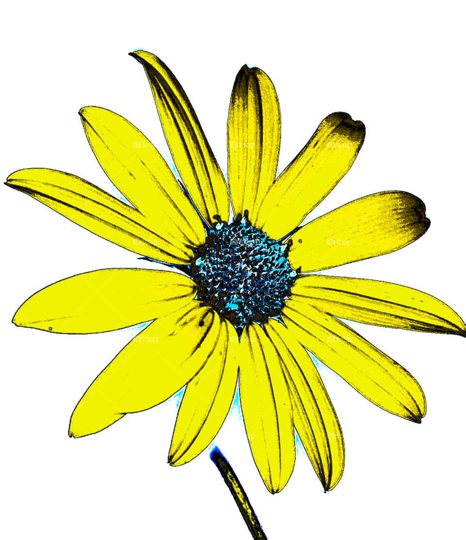 yellow flower on white background