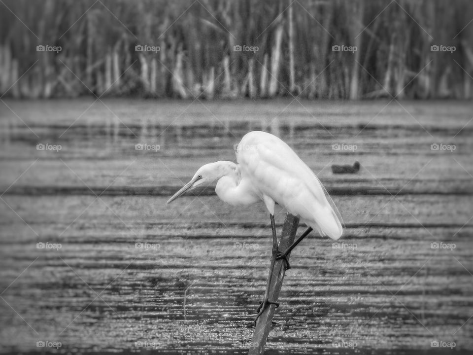 Egret 