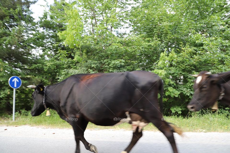 cow in the street 