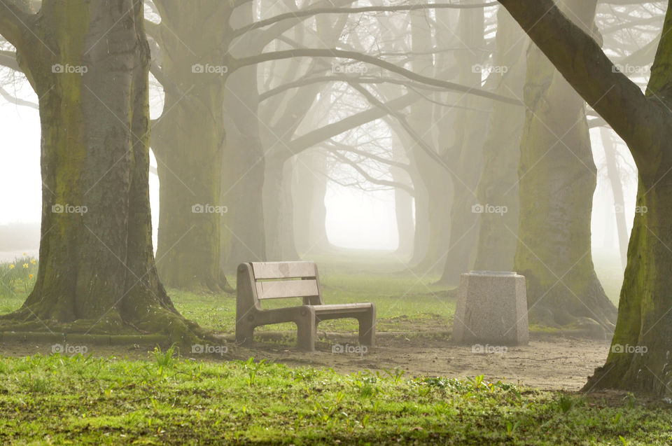 Wood, Landscape, Tree, Light, Nature