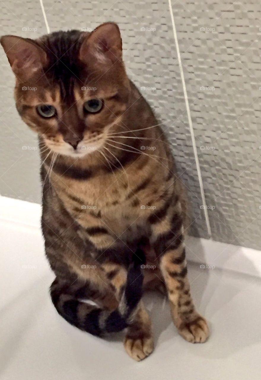 Bengal cat in the shower 