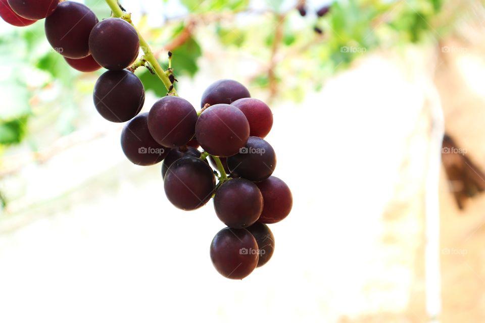 fresh grape