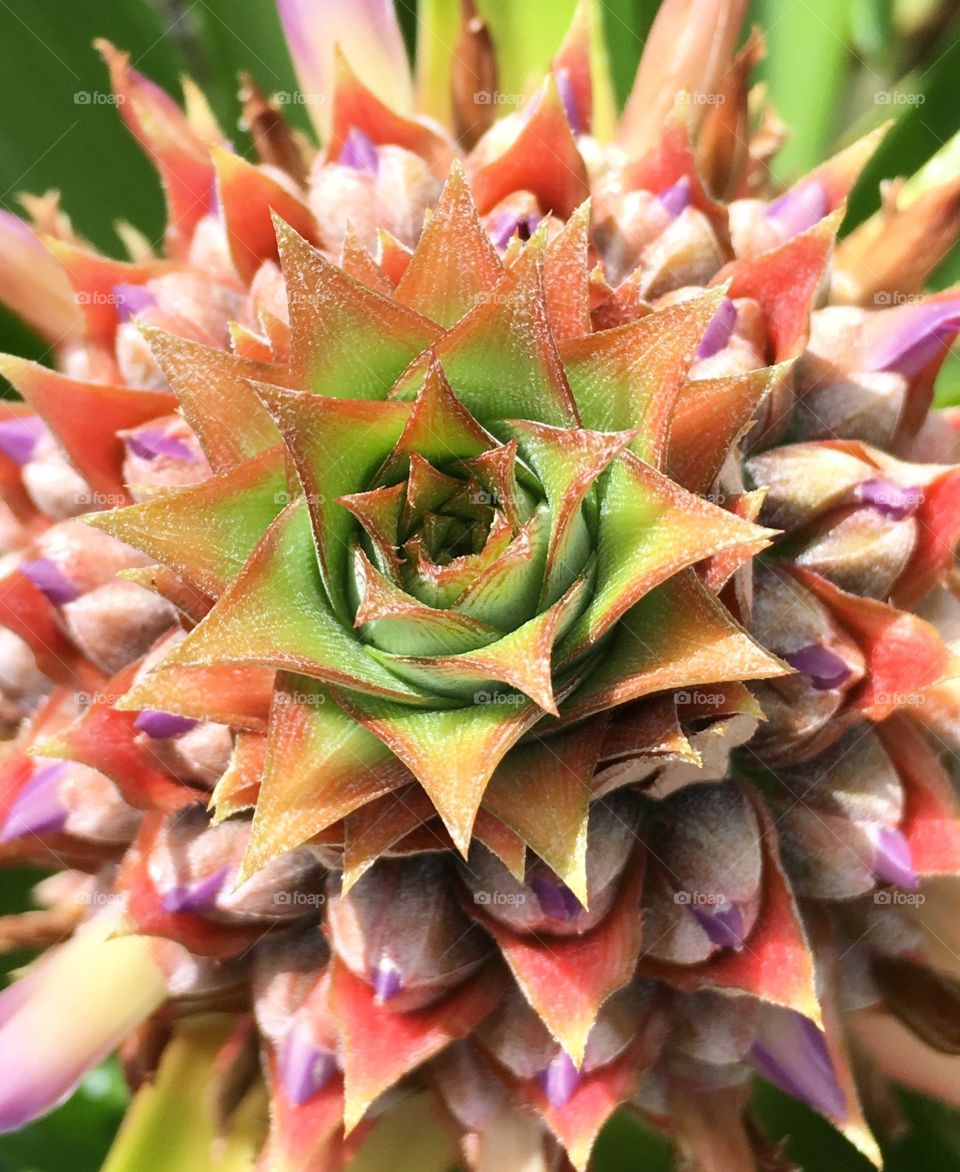 Baby pineapple closeup 2