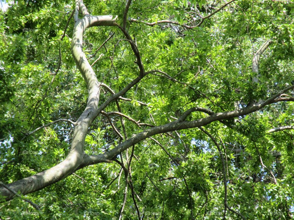 detail of tree branches