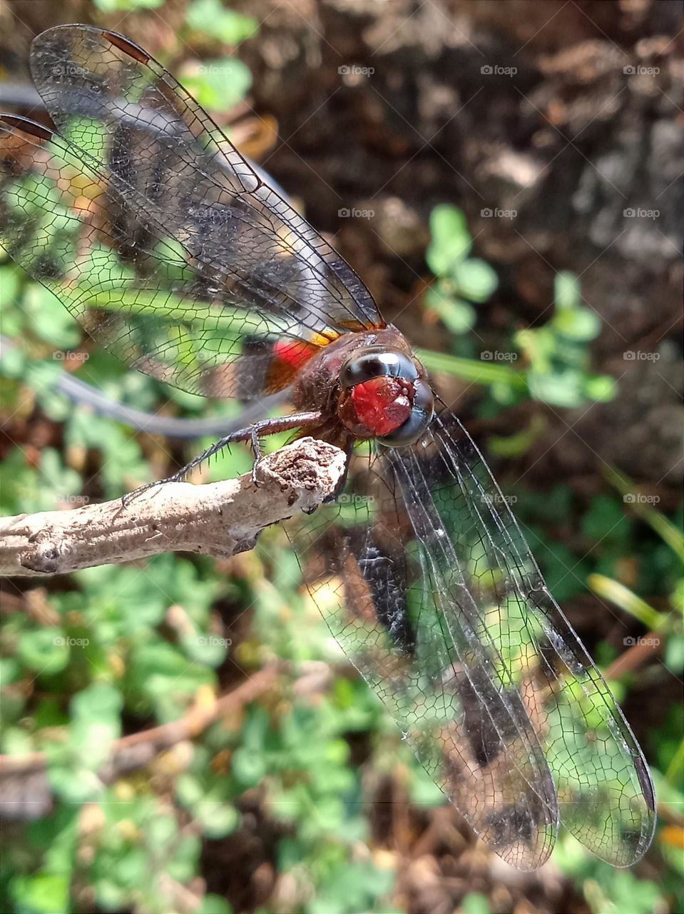 Dragonfly's face turns red in the sun .