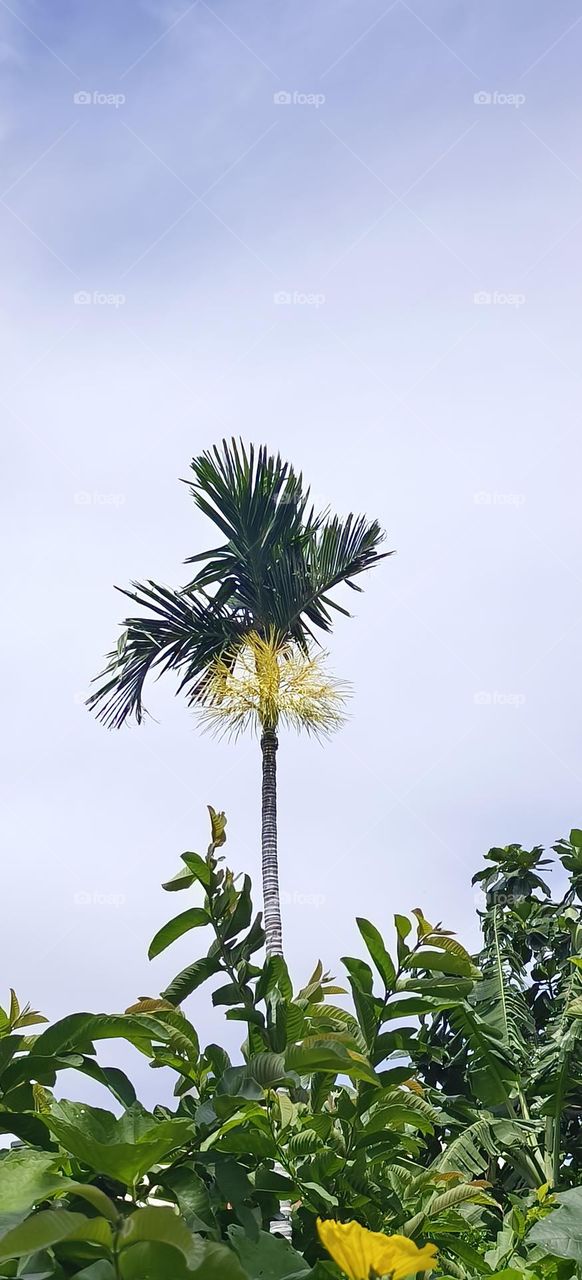 palm tree with blue sky and white clouds