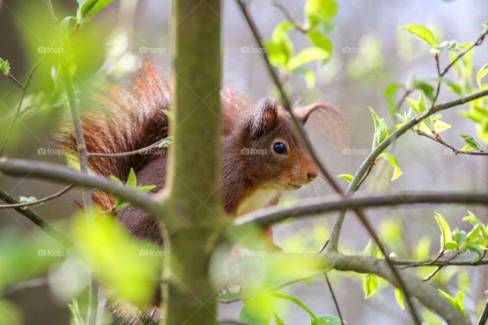 Red squirrel between tree branches in spring time