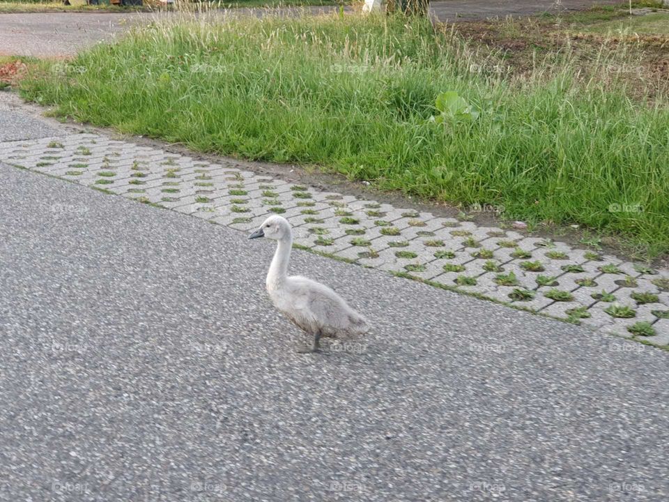 Lost, wobbling Young gray / white swan.