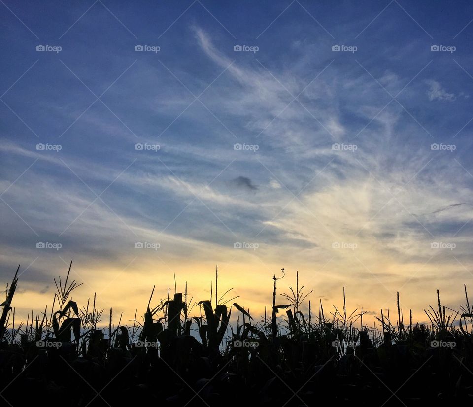 Sunset, Landscape, No Person, Sun, Farm