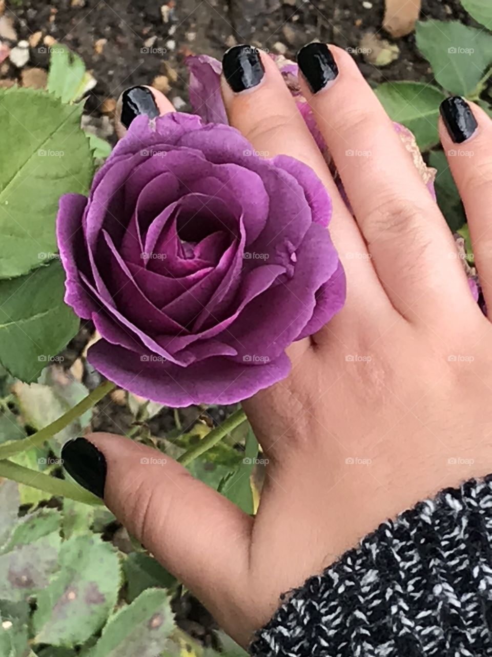 Dark purple rose, black nails 