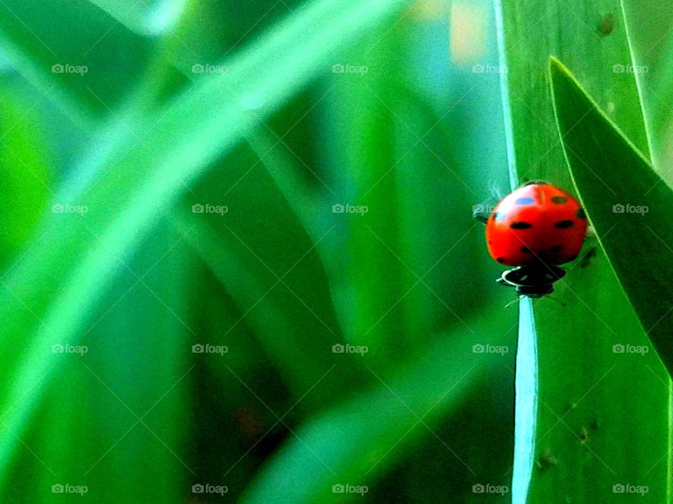 Ladybirds Close-Up