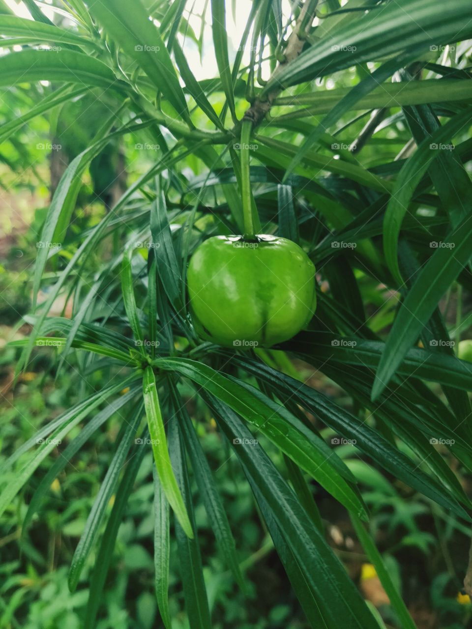 fruit that looks like green peppers that can be eaten. with a state that is still water due to rainwater