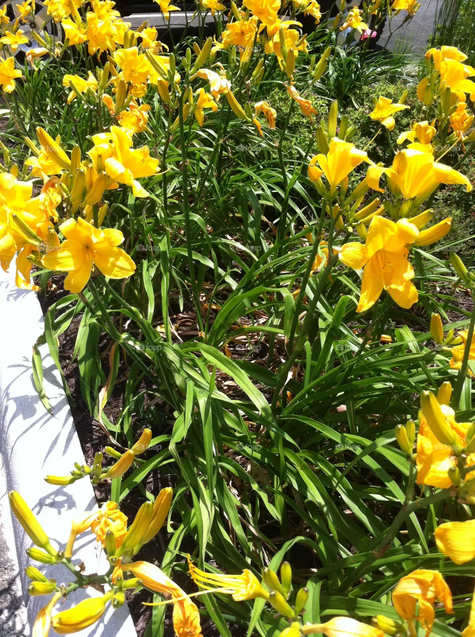 Flower, Nature, Garden, Leaf, Flora