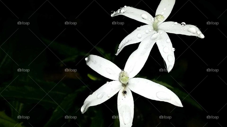 Two white flower