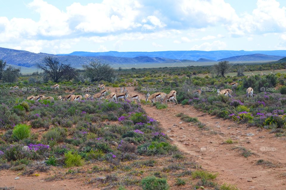 Safari in South Africa